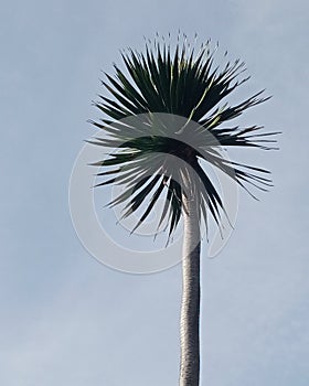 PALM TREES WITH CLEAR SKY BACKROUND