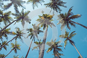 Palm trees with clear sky vintage toned