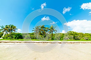 Palm trees and clear water in Pointe de la Saline beach in Guadeloupe