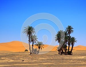 Palm trees and cloudless sky photo