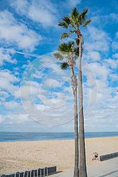 Palm trees, clouds and blue sky