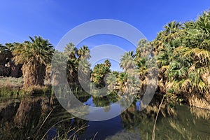 The palm trees at Coachella Valley Preserve