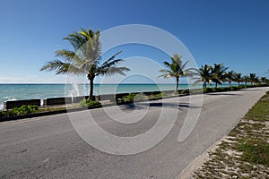 Palm trees beside a coastal road