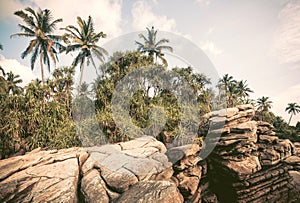 Palm trees on coastline. Beautiful landscape in tropical climate. Wooden grove at sunny weather in Sri Lanka