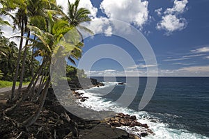 Palm trees and coastline. Puna, south coast, Big Island Hawaii