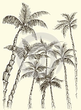 Palm trees, coconut background