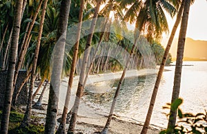 Palm trees on Coconut Beach in Port Barton, Palawan, Philippines