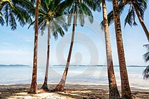 Palm trees on Coconut Beach in Port Barton, Palawan, Philippines