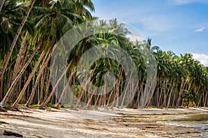 Palm trees on Coconut Beach in Port Barton, Palawan, Philippines