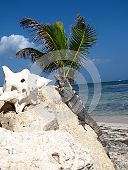 Palm trees with coconut and lizard