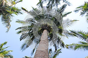 Coconut Palm trees with sky view