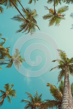 Palm trees with coconuts at clear summer day vintage toned