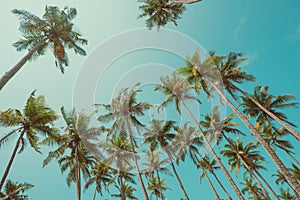 Palm trees with coconuts at clear summer day vintage toned