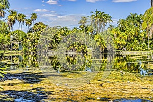 Palm Trees Coconuts Lake Reflection Fairchild Garden Coral Gables Florida