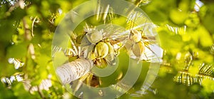 Palm trees and coconuts view from below - summer and tropical background, travel concept