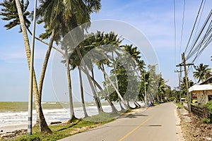 Palm trees with coconuts in windy weather on the shore of a stormy sea