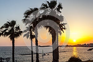 Palm trees on coean shore at sunset