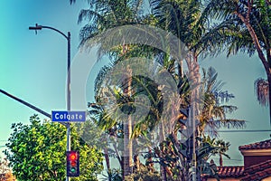 Palm trees in Colgate avenue