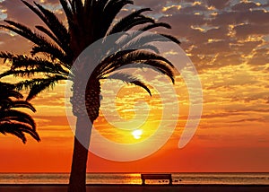 Palm trees and colorful sky with beautiful sunset