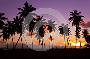 Palm Trees And Colorful Sunset, Antigua