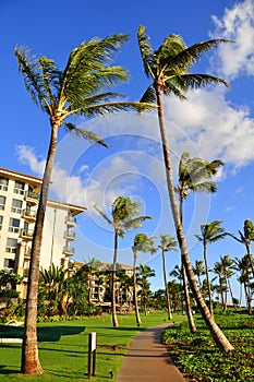 Palm trees and condos, Maui