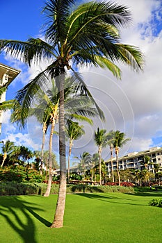 Palm trees and condos, Maui
