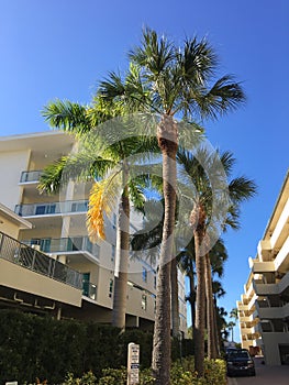Palm trees and condos at Siesta Key, FL