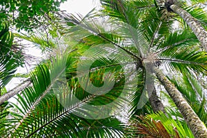 Palm trees converge overhead form green frond pattern