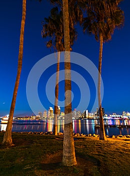 Palm trees in Coronado island