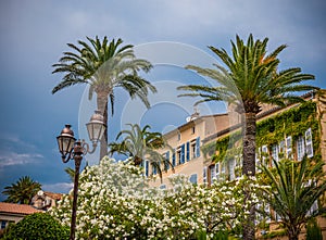 Palm trees at the Cote D Azur in France