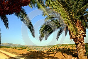 Palm trees and countryside