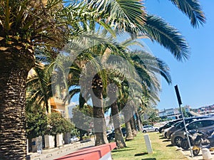 Palm trees in Croatia photo