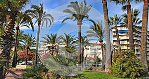 Palm trees on the Croisette in Cannes city. Cannes is a beautiful city on the Cote d`Azur. photo