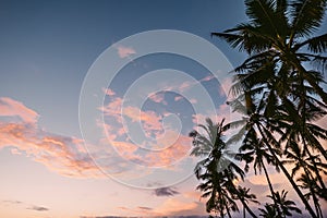 Palm trees crones on sunset vanila sky background photo