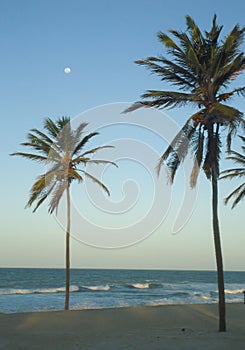 Palm trees on Cumbuco beach in the evening.