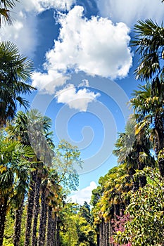 Palm trees and cypresses