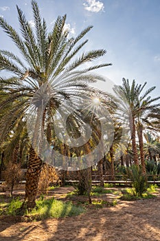 Palm trees at the Daimumah Oasis