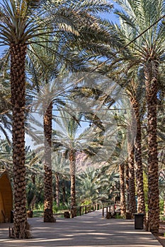 Palm trees at the Daimumah Oasis