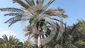 Palm trees with dates in Al Ain oasis