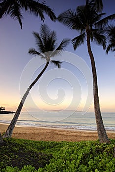 Palm trees at dawn on Ulua Beach, Maui, Hawaii photo