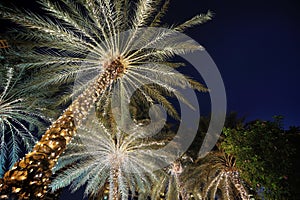 Palm trees decorated