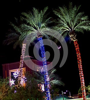 Palm trees with decorative lights: Christmas in Arizona, USA