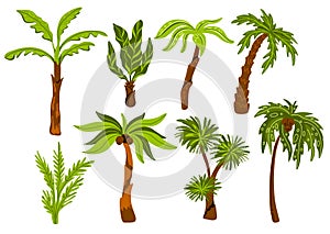 Palm trees. Decorative tropical trees with different shapes leaves, botanical exotic plants, jungle coconuts, miami beach flora,