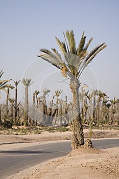 Palm trees by desert highway
