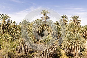 Palm trees in a desert oasis