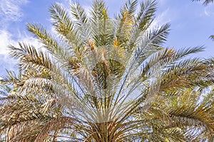 Palm trees in a desert oasis