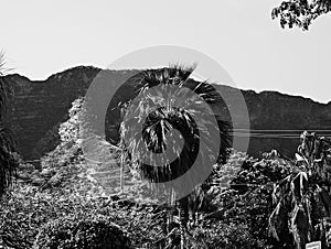 Palm trees and Diamond Head Crater