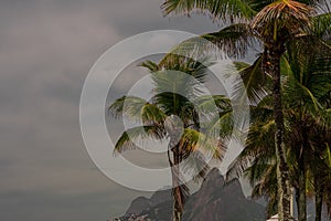 Palm trees with Dois Irmaos in the background