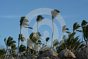 Wind blown Palm trees against a blue sky