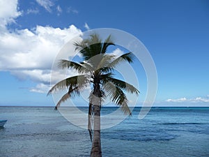 Palm trees in the Dominican Republic photo